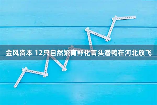 金风资本 12只自然繁育野化青头潜鸭在河北放飞
